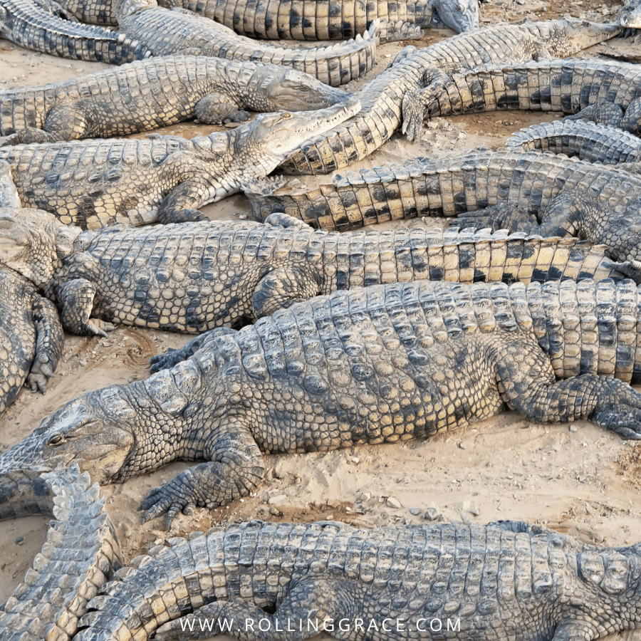 Nile crocodiles crowded together in a concrete farming pit at a supplier operation linked to Hermès tanneries in Zimbabwe