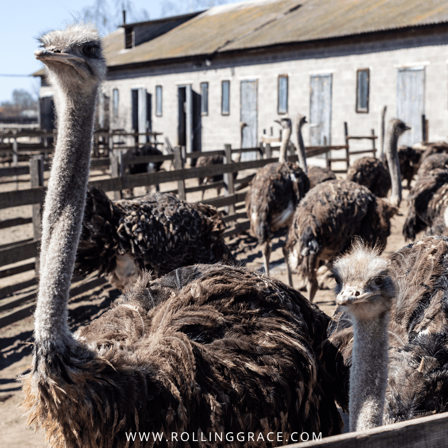 Ostriches crowded together outside an abattoir building in South Africa, conditions documented at Klein Karoo, confirmed supplier of Hermès ostrich leather