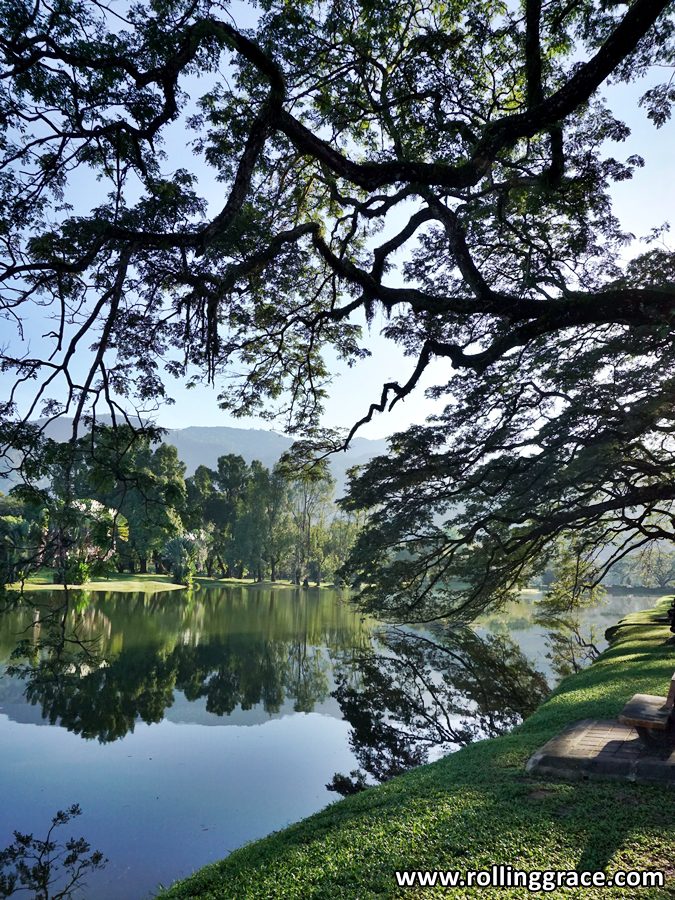 8 Amazing Things to Do in Taiping, Perak 2 Taiping Lake Gardens with angsana trees reflecting on still lake water in Perak Malaysia