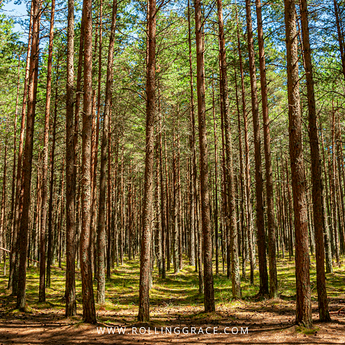 Exploring Curonian Spit Lithuania: 10 Amazing Things to Do 8 Tall pine trees lining a forest trail on the Curonian Spit Lithuania with sunlight filtering through the canopy