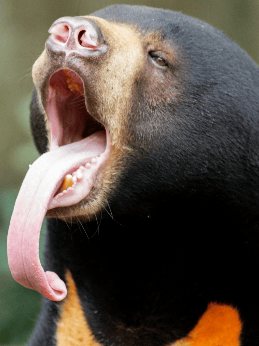 Itam A Sun Bear Story: 7 Great Facts About the Documentary 6 Malayan sun bear with tongue extended, the world's smallest bear species and the subject of Itam A Sun Bear Story