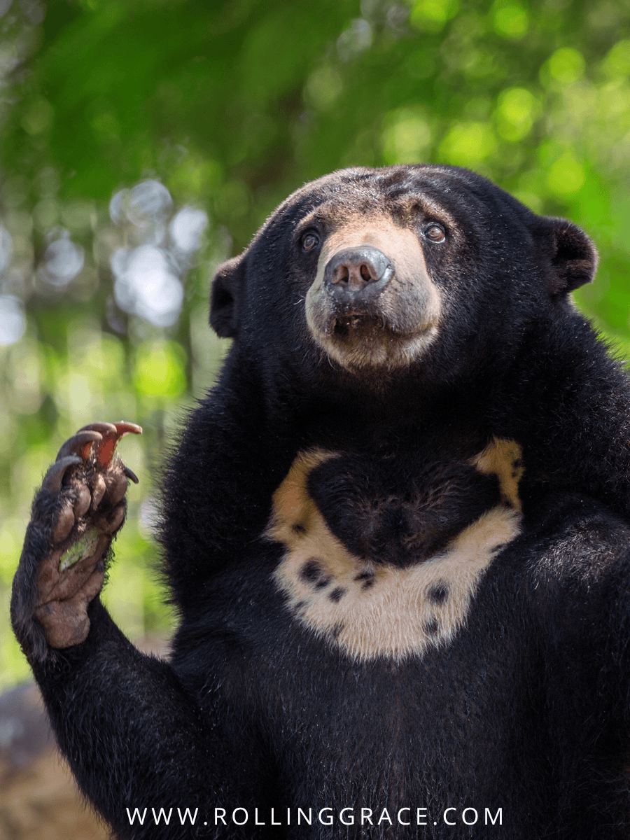 Itam A Sun Bear Story: 7 Great Facts About the Documentary 4 Malayan sun bear showing its distinctive U-shaped golden chest patch in the Sabah rainforest as featured in Itam A Sun Bear Story