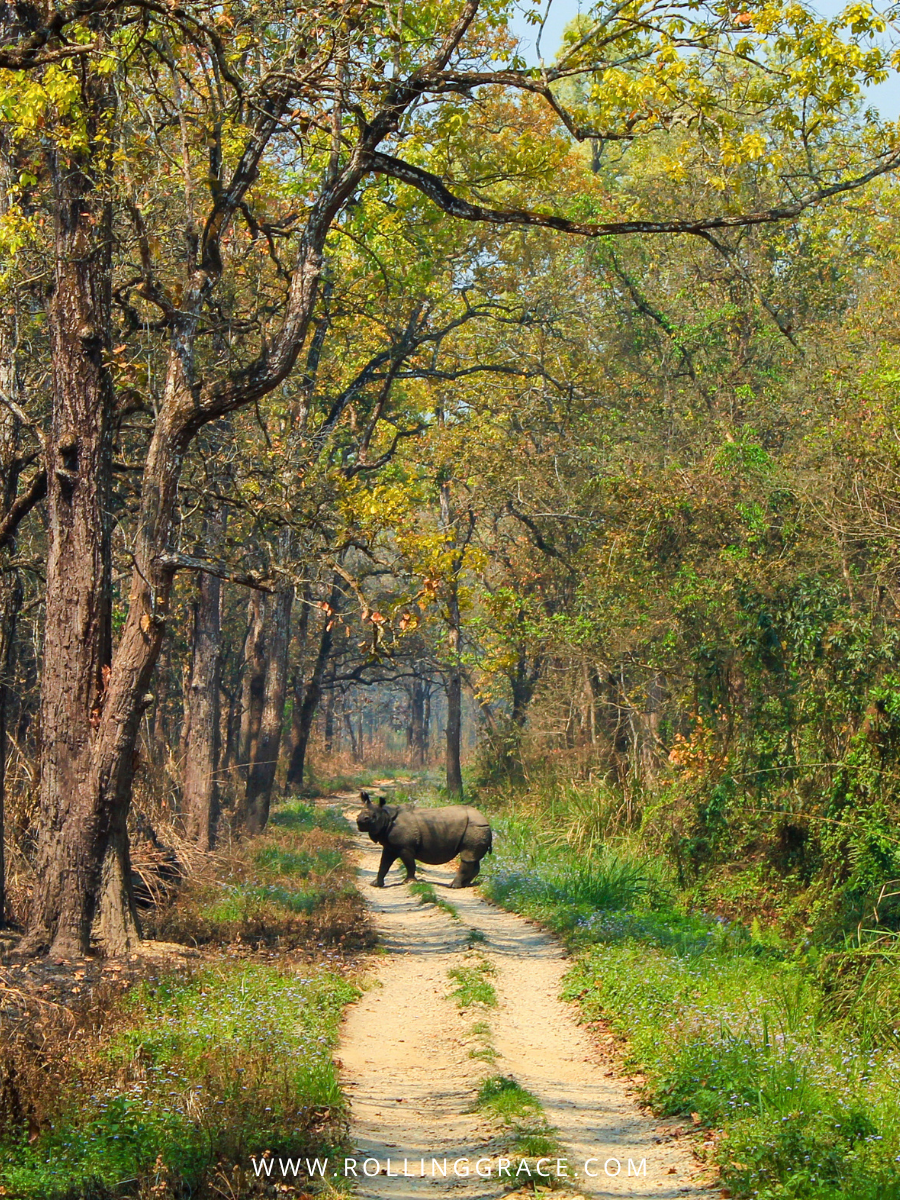 One-horned rhino on a forest trail in Chitwan National Park Nepal