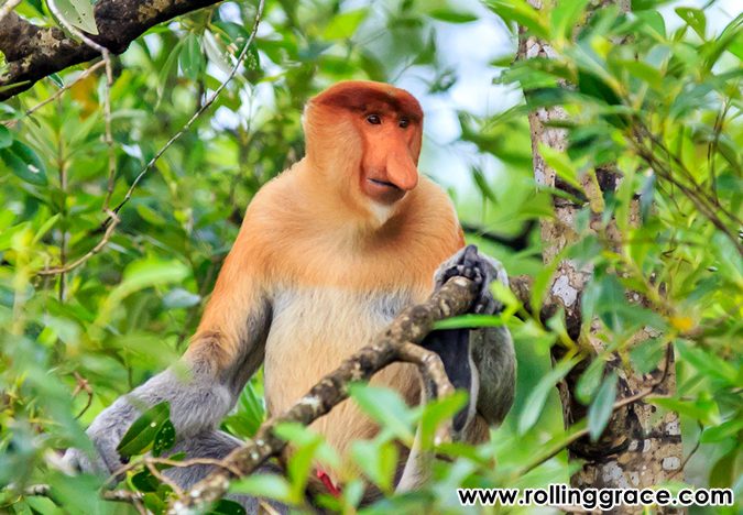 Long-nosed proboscis monkey in a riverside tree near Kota Kinabalu in Borneo