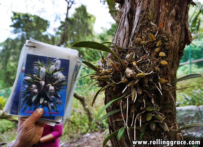Bulbophyllum Medusae orchid with trailing thread-like flowers at Gunung Jerai Botanical Park Kedah