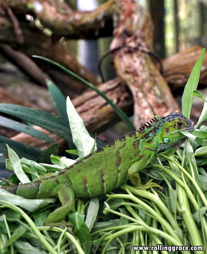 Green iguana resting on foliage at Gunung Jerai Botanical Park Kedah