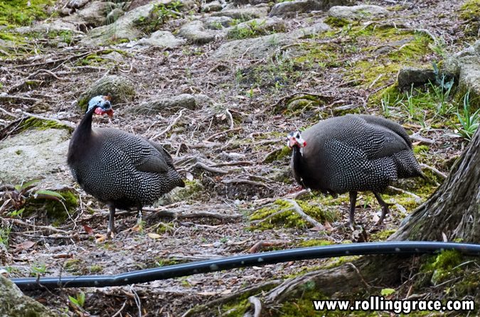 Guinea fowl walking on the ground at Gunung Jerai Botanical Park Kedah