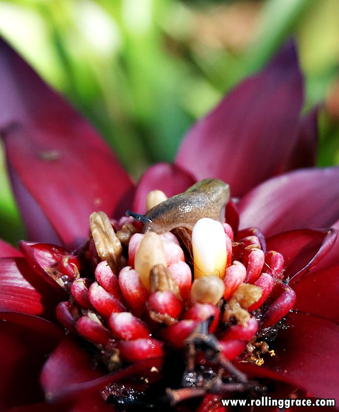 Red and pink Magnolia Champaca flower in bloom at Gunung Jerai Botanical Park Kedah