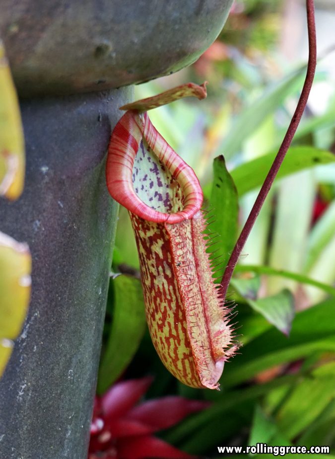 Nepenthes pitcher plant hanging from vegetation at Gunung Jerai Botanical Park Kedah