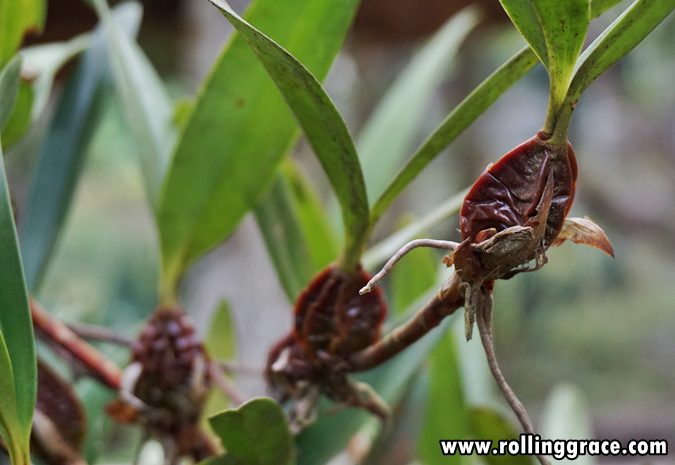 Orchid species growing naturally on a tree trunk at Gunung Jerai Botanical Park Kedah