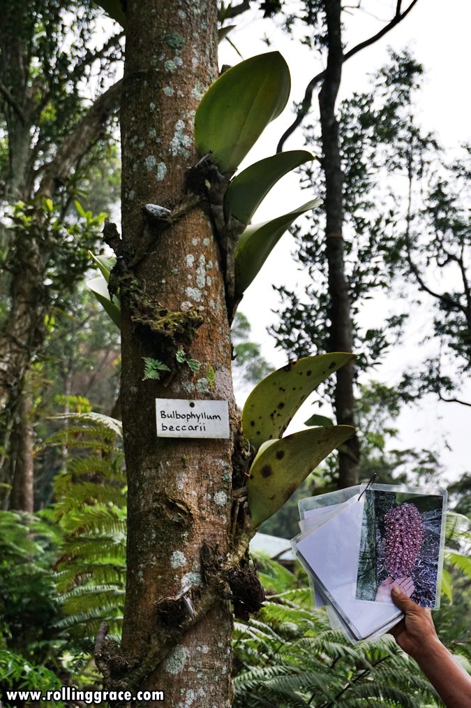 Park guide holding up an orchid species identification board at Gunung Jerai Botanical Park Kedah
