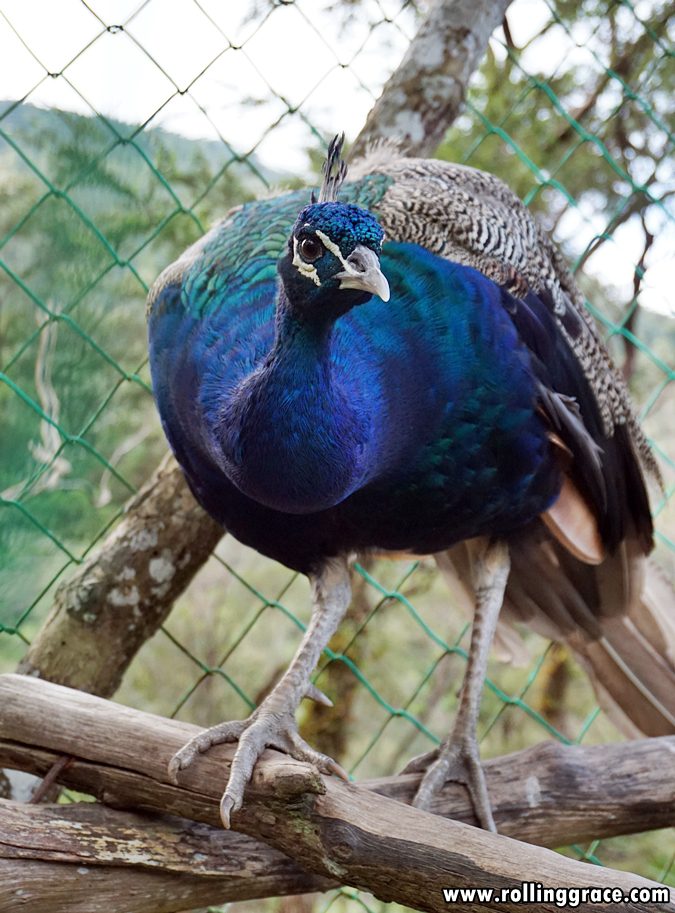 Peacock displaying vibrant blue-green plumage at Gunung Jerai Botanical Park Kedah