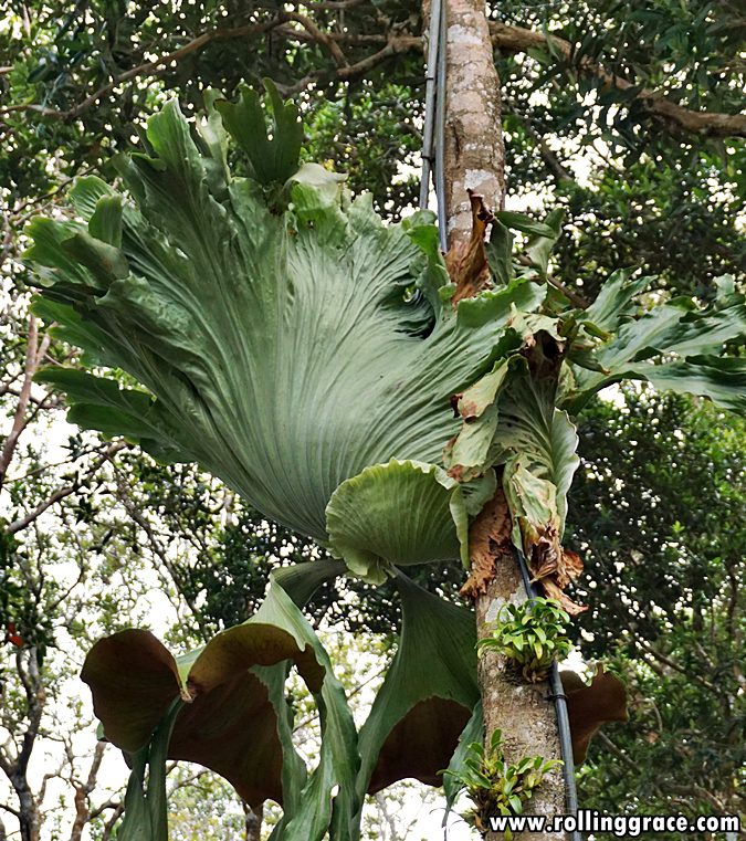 Large Platycerium Angolense staghorn fern growing on a tree trunk at Gunung Jerai Botanical Park Kedah