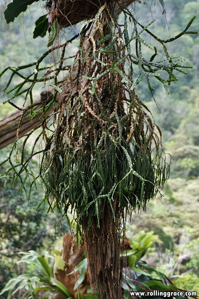 Platycerium staghorn fern with broad hanging fronds at Gunung Jerai Botanical Park Kedah