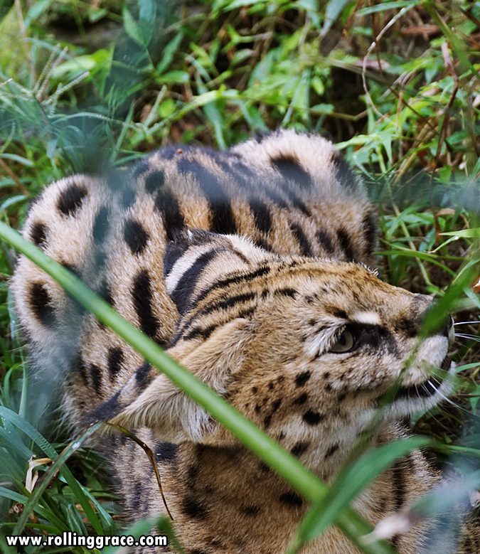 Spotted wild cat in an enclosure at Gunung Jerai Botanical Park Kedah
