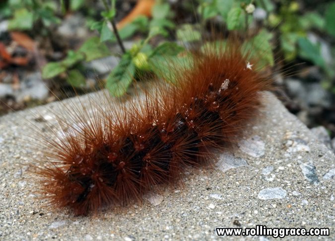 Brown woolly bear caterpillar on the ground at Gunung Jerai Botanical Park Kedah
