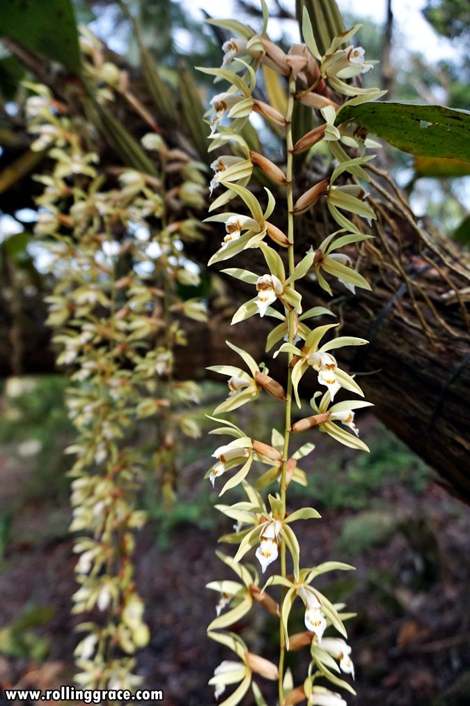 Yellow orchid flowers in bloom on a forest tree at Gunung Jerai Botanical Park Kedah