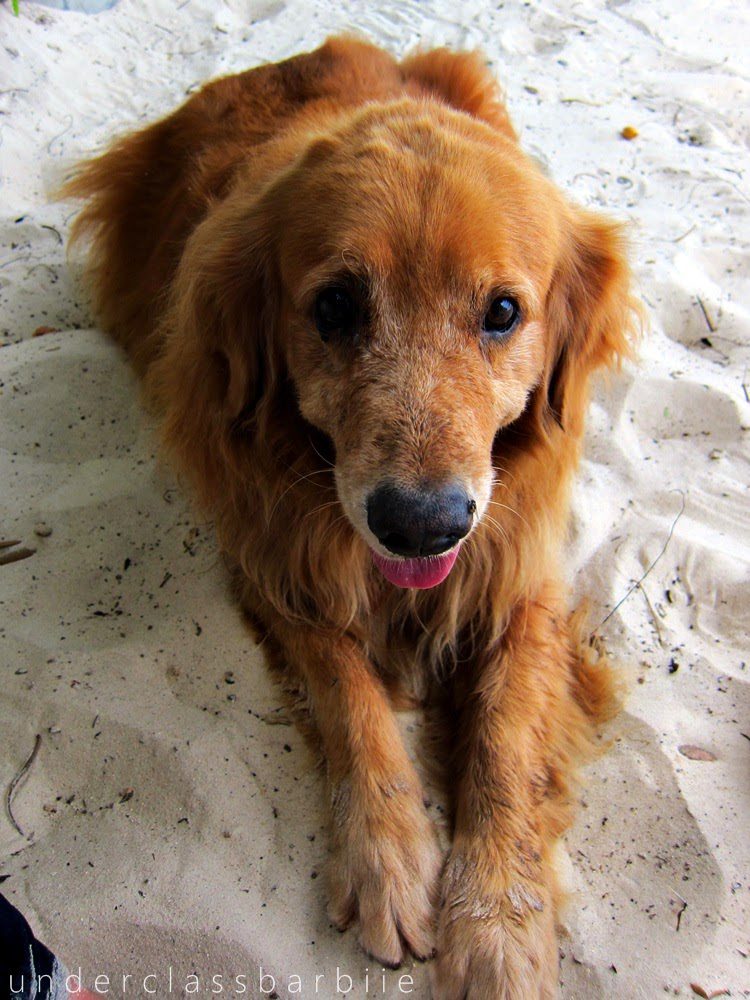 Koh Samet Thailand: 8 Best Relaxing Things to Do 5 Golden retriever smiling on the beach at Koh Samet Thailand