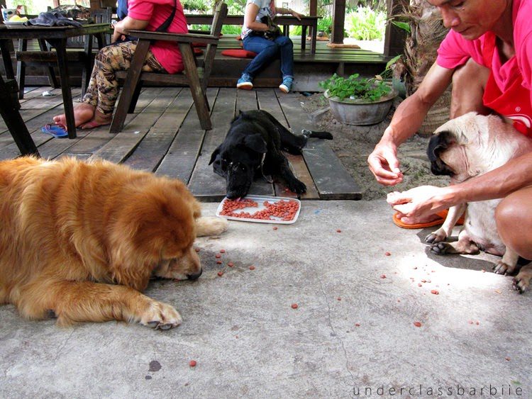 Koh Samet Thailand: 8 Best Relaxing Things to Do 6 Friendly island dog watching diners at a beachfront restaurant on Koh Samet Thailand