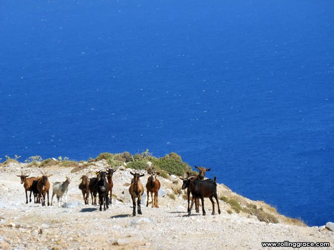 Exploring Kos Greece: 10 Most Stunning Things to Do 20 Herd of goats on a coastal path overlooking the Aegean Sea at Kos Island Greece