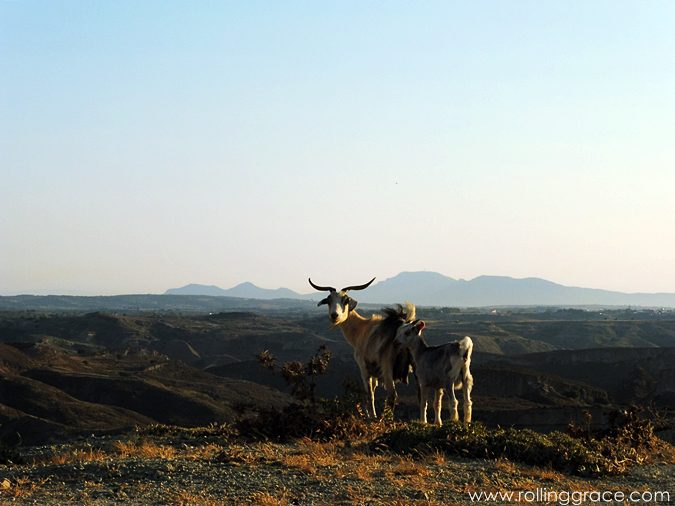 Exploring Kos Greece: 10 Most Stunning Things to Do 19 Wild goats silhouetted on a hillside at sunset on Kos Island Greece