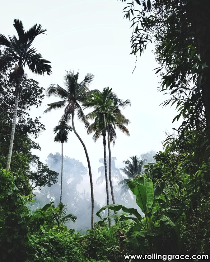 Tall tropical palm trees in the jungles of Sabah Borneo where red durian grows wild