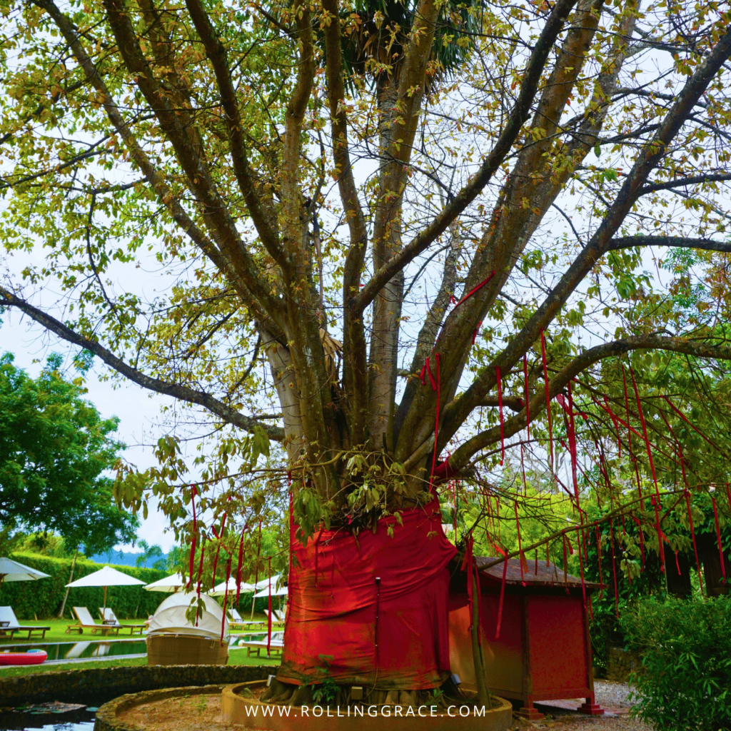 The entwined temple tree with its trunk wrapped in red cloth at Temple Tree Resort Langkawi