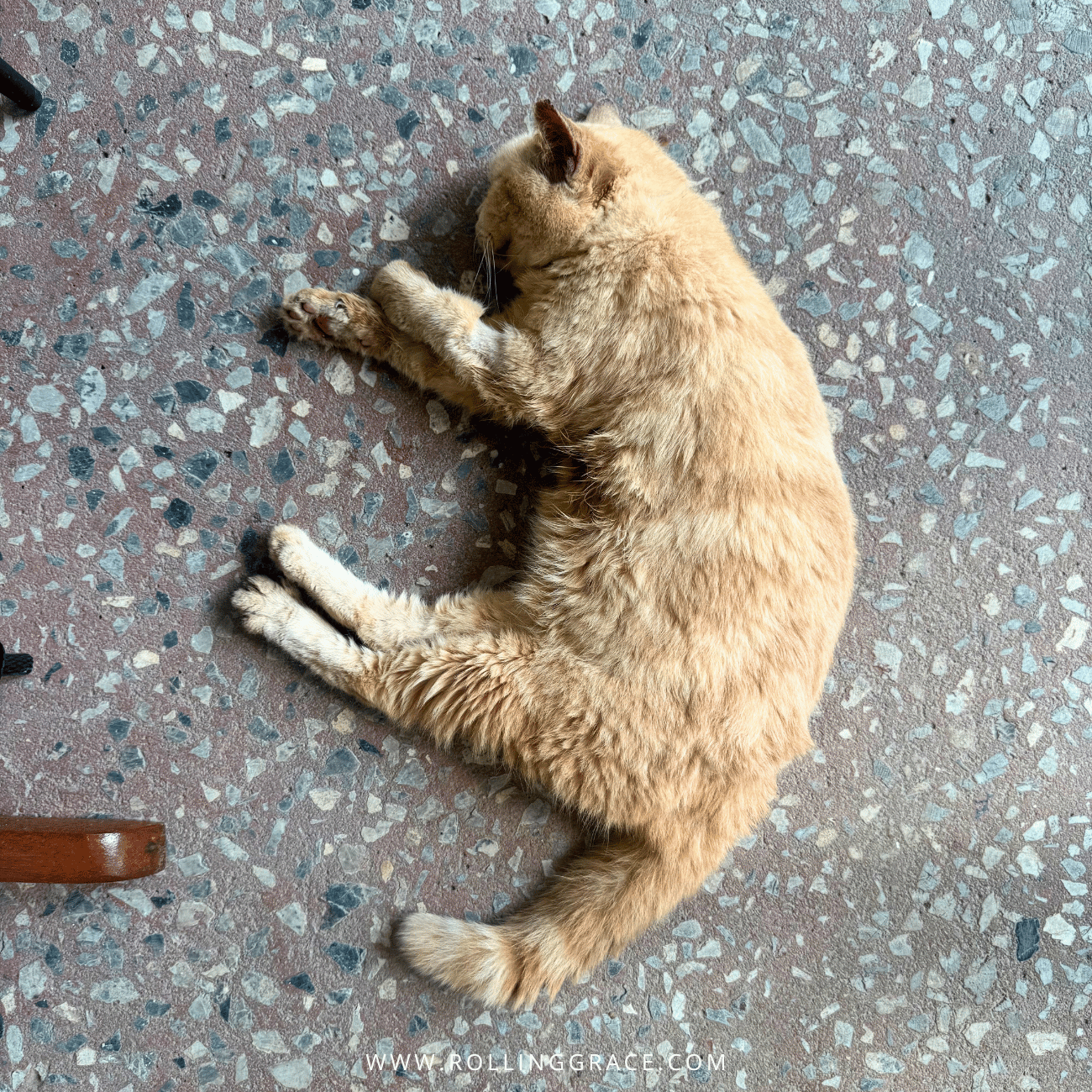Tofu, the elderly cream resident cat, stretched out on a terrazzo floor at Temple Tree Resort Langkawi