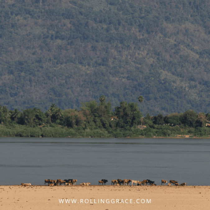 11 Best Things to Do in Champasak and Must-see Attractions 11 Xe Pian National Protected Area lush green forest and Mekong River landscape in Champasak Province Laos