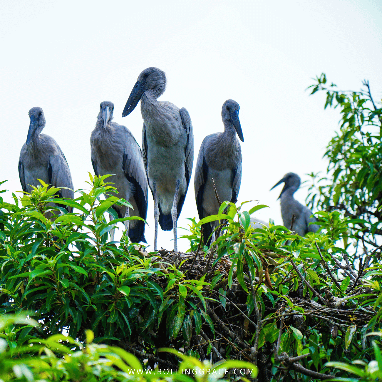 Four Asian openbill storks perched in a leafy tree, a sight to look for among things to do in Perlis