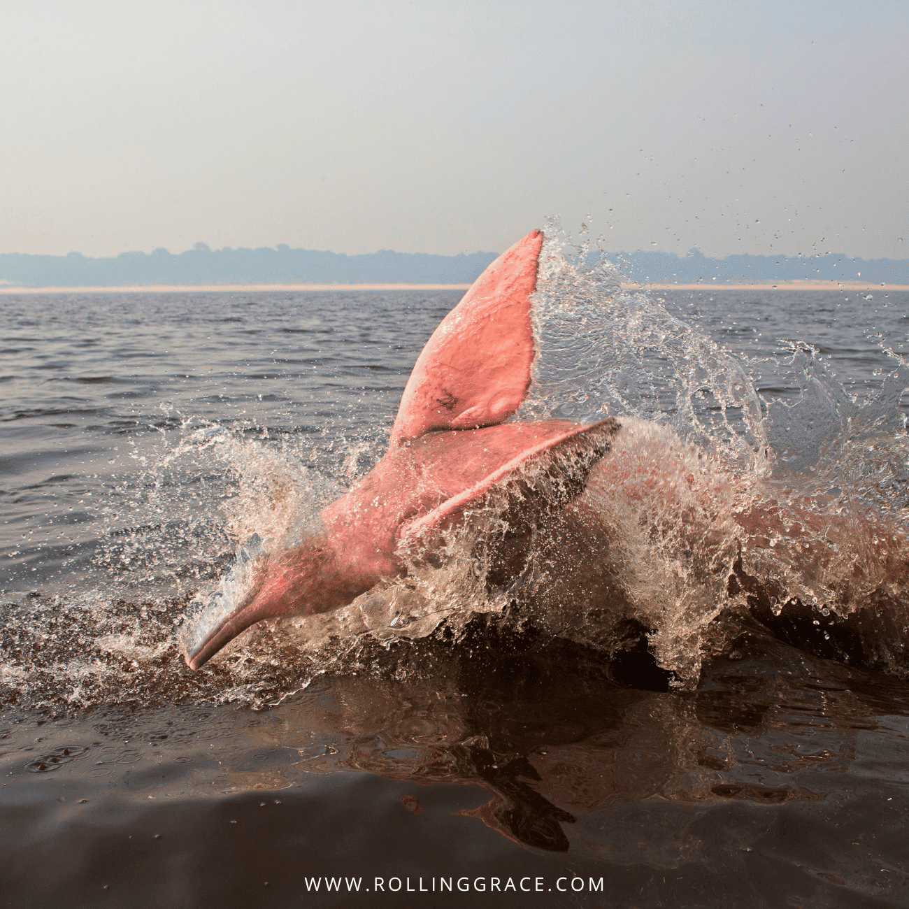 Pink dolphin splashing through shallow sea, a rare sighting among things to do in Perlis