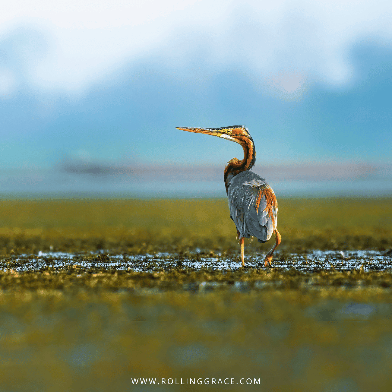 Heron standing in the shallows of Timah Tasoh Lake, Perlis, a birdwatching spot among things to do in Perlis