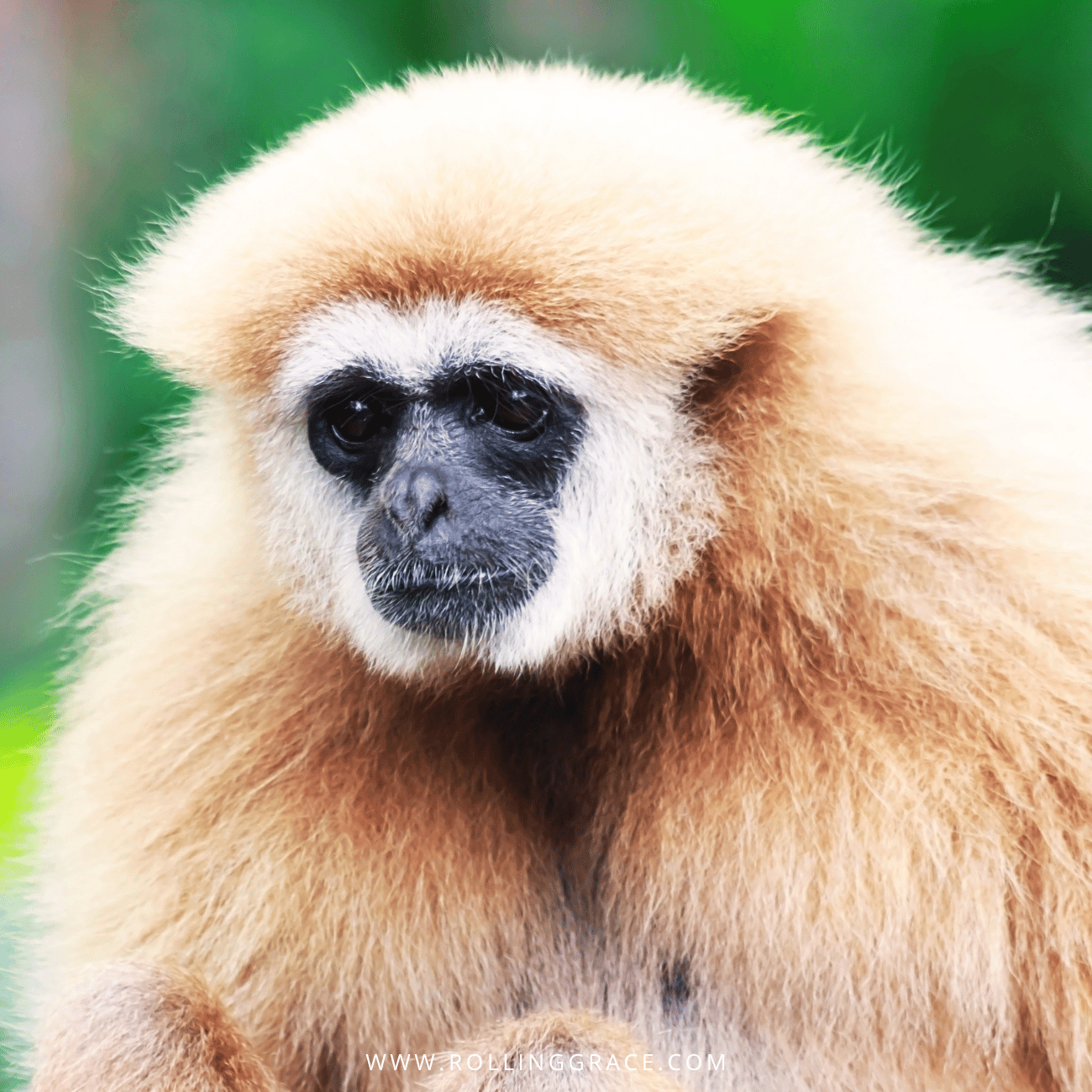 White-handed gibbon with pale fur and a white face ring, the ape behind one of the top things to do in Perlis